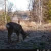Hikmicro M15 Vadkamera Fotócsapda
